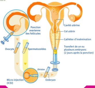 LOhayonSVT - 2nde Hormone et procréation